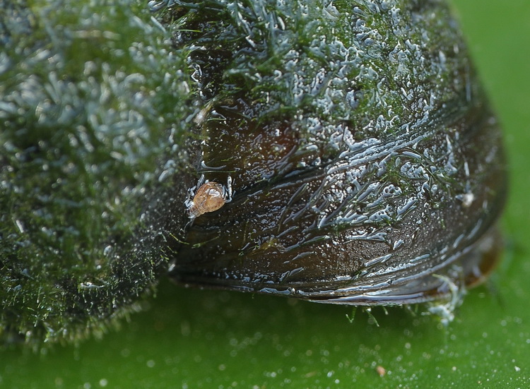 Gasteropode dal Parco della Piana